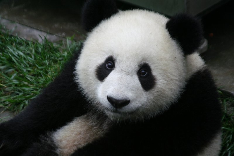 Giant_Panda_2